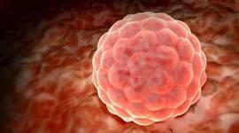 Timeline: Desarrollo embrinario y fetal