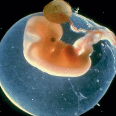 Timeline: Desarrollo embrionario y fetal