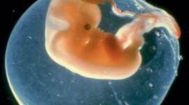 Timeline: Desarrollo embrionario y fetal