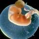 Periodo embrionario fetal01