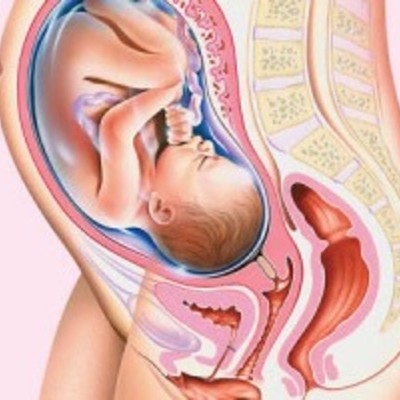 Timeline: GESTACIÓN