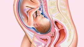 Timeline: GESTACIÓN