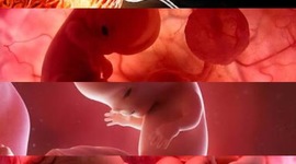 Timeline: Desarrollo embrionario y fetal