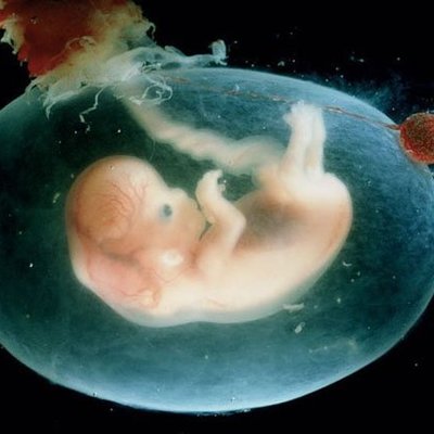 Timeline: Desarrollo embrionario y fetal.