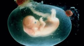 Timeline: Desarrollo embrionario y fetal.