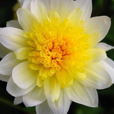 Timeline: השמדת הצוענים באירופה // ספיר וענבר