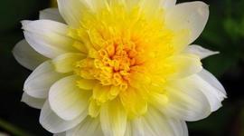 Timeline: השמדת הצוענים באירופה // ספיר וענבר