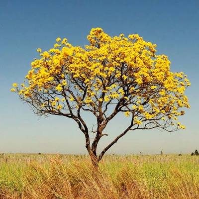 Timeline: Ipê Amarelo