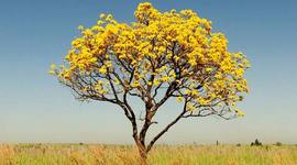 Timeline: Ipê Amarelo