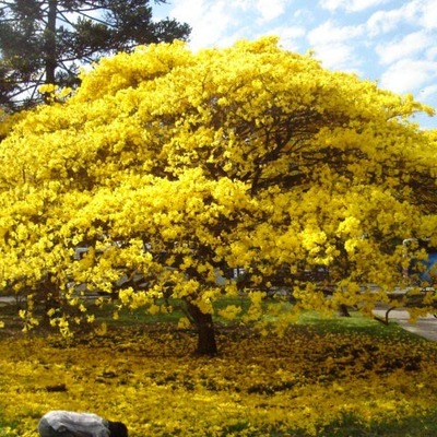 Timeline: Plantando o Futuro  -  Ipê Amarelo