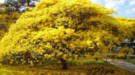 Timeline: Plantando o Futuro  -  Ipê Amarelo