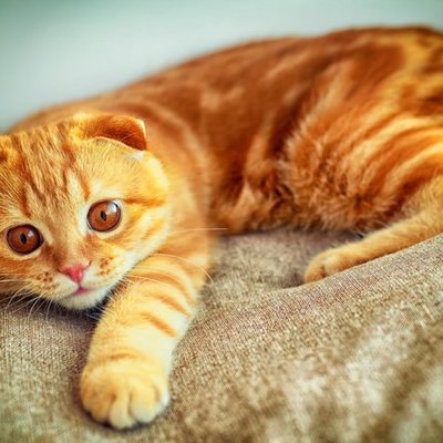 Timeline: Литвинчук Финк