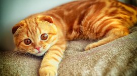 Timeline: Литвинчук Финк