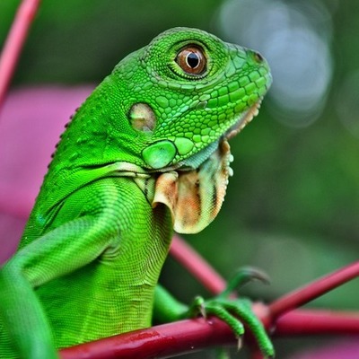 Timeline: top 5 RETTILI GIGANTI