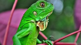 Timeline: top 5 RETTILI GIGANTI