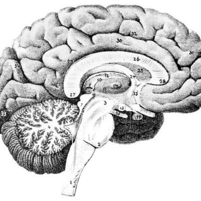 Timeline: Historical and Contemporary Approaches to Psychology