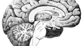 Timeline: Historical and Contemporary Approaches to Psychology