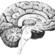 Brain