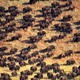Buffalo