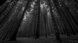 Timeline: Historia de Photoshop