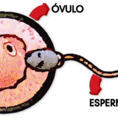 Timeline: REPRODUCCION HUMANA