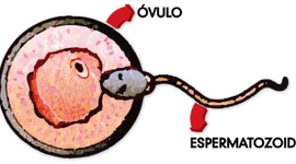 Timeline: REPRODUCCION HUMANA