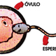 Ovulo y espermatozoide
