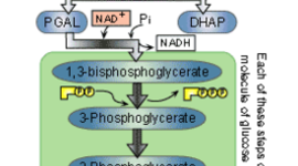 Timeline: History of Fermentation