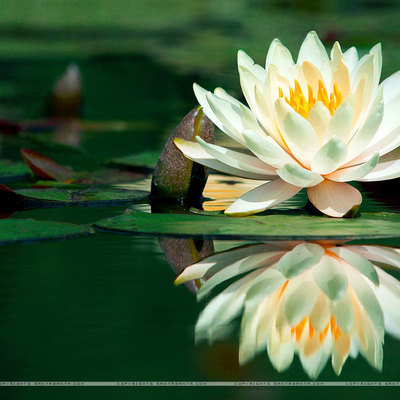 Timeline: COME UN FIORE DI LOTO...