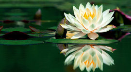 Timeline: COME UN FIORE DI LOTO...