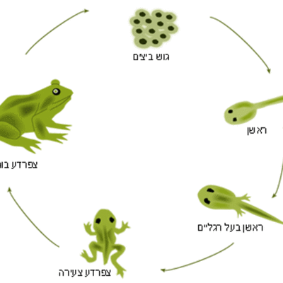 Timeline: מטמורפוזה (גלגול חיים) בדו-חיים