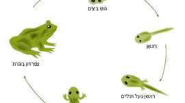 Timeline: מטמורפוזה (גלגול חיים) בדו-חיים