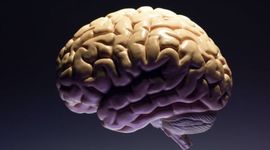 Timeline: Evolución del Sistema Nervioso