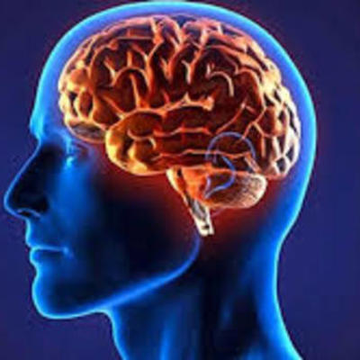 Timeline: Evolución del Cerebro