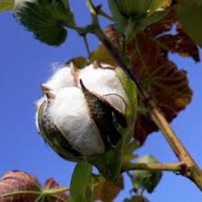 Timeline: HIST 1311 Cotton's Influence on America's Growth
