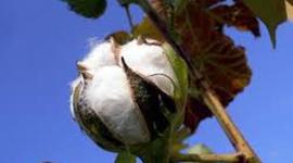 Timeline: HIST 1311 Cotton's Influence on America's Growth