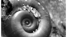 Timeline: Изучение Архимедовой спирали в истории техники