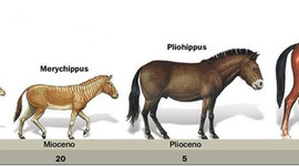 Timeline: Evolución