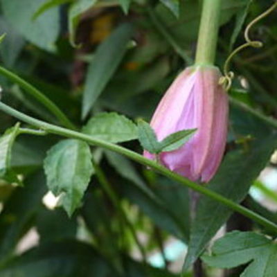 Timeline: Mi Huerto Urbano / Ecología 811