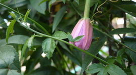 Timeline: Mi Huerto Urbano / Ecología 811