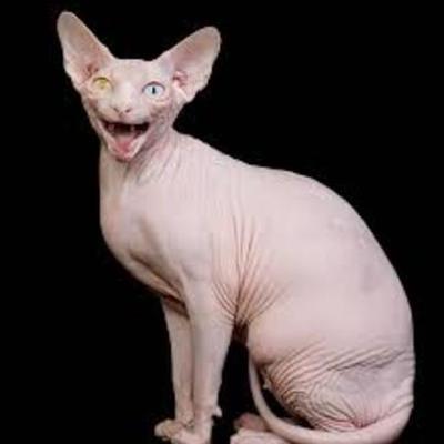 Timeline: Health assignment