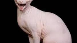 Timeline: Health assignment