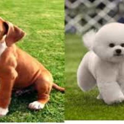 Timeline: Mis mascotas