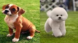 Timeline: Mis mascotas