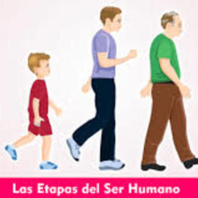 Timeline: ETAPAS DEL SER HUMANO