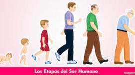 Timeline: ETAPAS DEL SER HUMANO