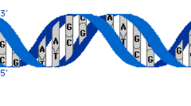 Timeline: ADN - Yeimy Bueno