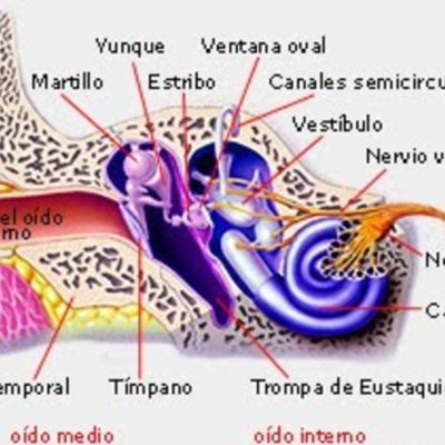 Timeline: El Desarrollo de la Audición Humana. referencias: enric munar (2001).El desarrollo de la audicion humana , Palma de mallorca(spain)