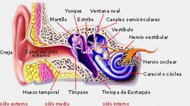 Timeline: El Desarrollo de la Audición Humana. referencias: enric munar (2001).El desarrollo de la audicion humana , Palma de mallorca(spain)