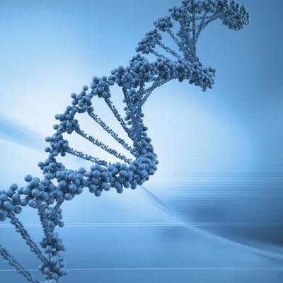 Timeline: El ADN -Camila Amador-